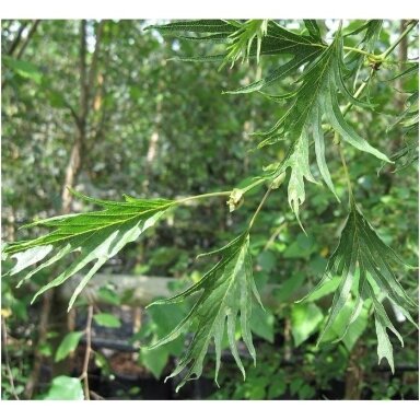 Juodalksnis 'Imperialis' C10, Pa