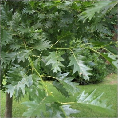 Juodalksnis 'Laciniata' C5