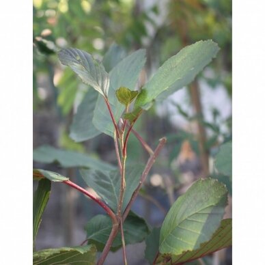Juodalksnis 'Rubrinervia', C5 Juodalksnis 'Rubrinervia', C5
