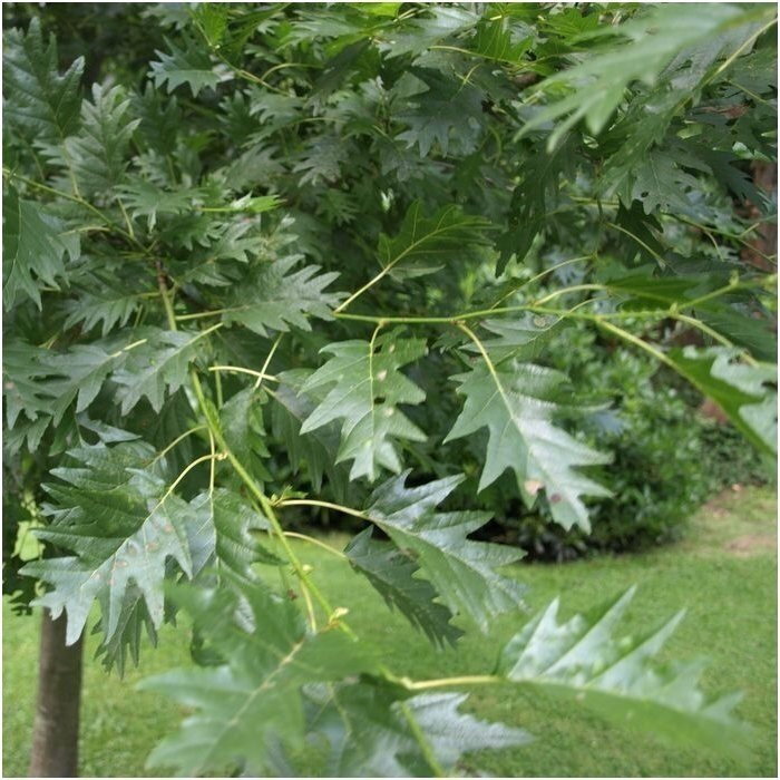 Black alder 'Laciniata' C5