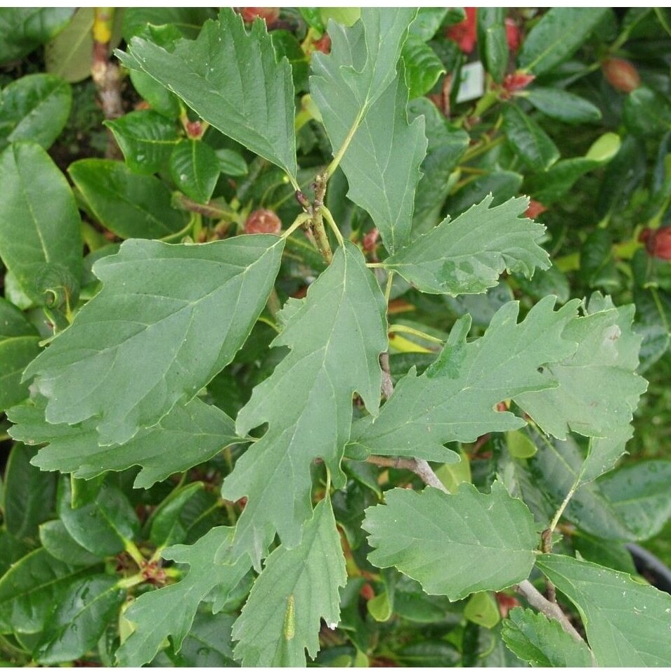 Juodalksnis 'Quercifolia' C10, Pa