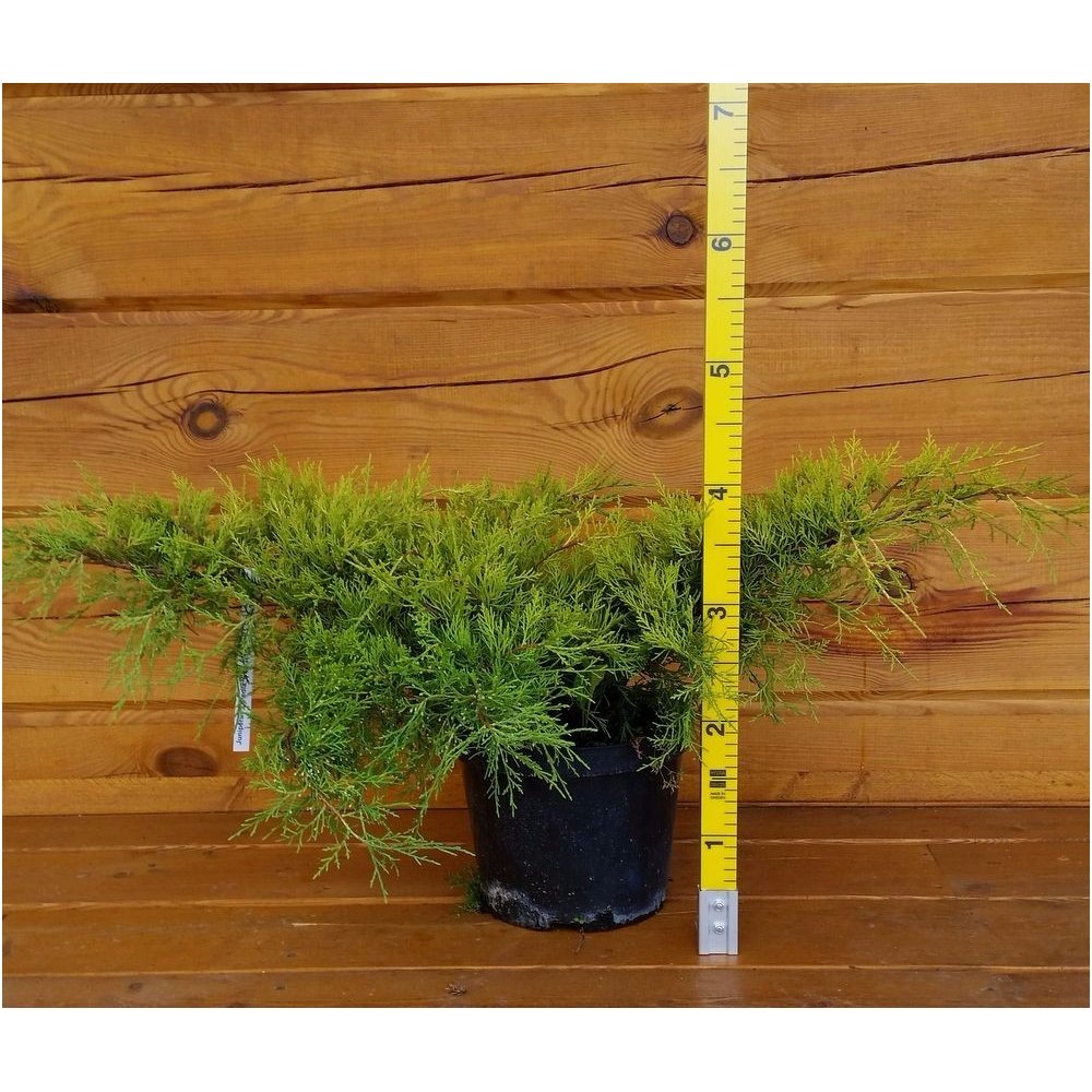 Kadagys tarpinis 'Old Gold' C5 2