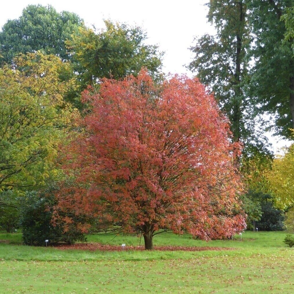 Kaštonas glotniavaisis 'HERKENRODE' C7,5-10 2 Kaštonas glotniavaisis 'HERKENRODE' C7,5-10 2