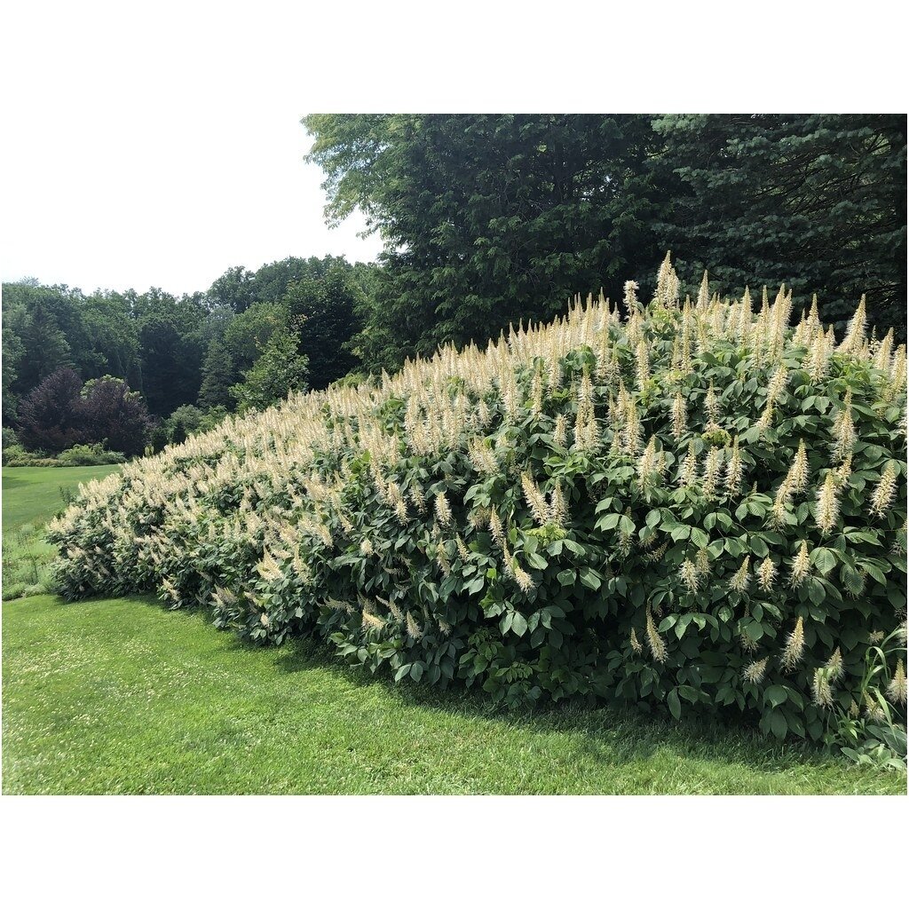 Kaštonas (Aesculus parviflora), C7,5-10 1 Kaštonas (Aesculus parviflora), C7,5-10 1