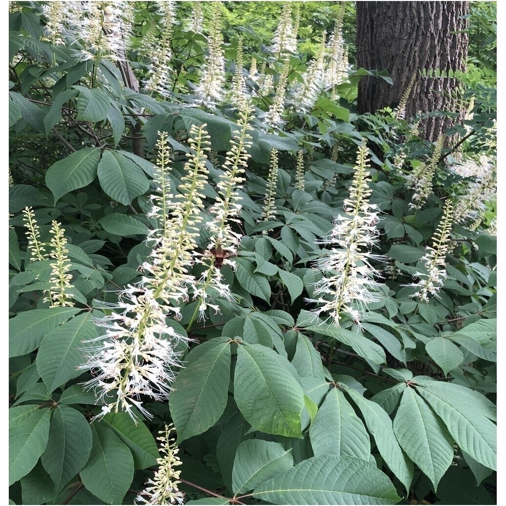 Kaštonas (Aesculus parviflora), C7,5-10 Kaštonas (Aesculus parviflora), C7,5-10