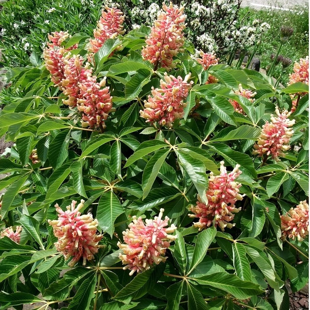 Kaštonas raudonžiedis 'Rosea Nana' C5