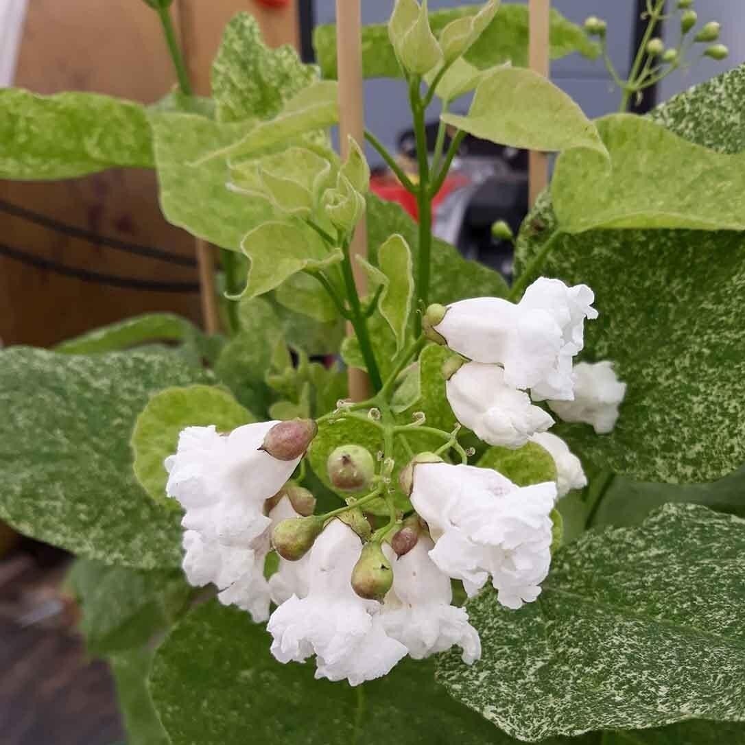 Northern catalpa 'Pulverulenta' C15-20 1