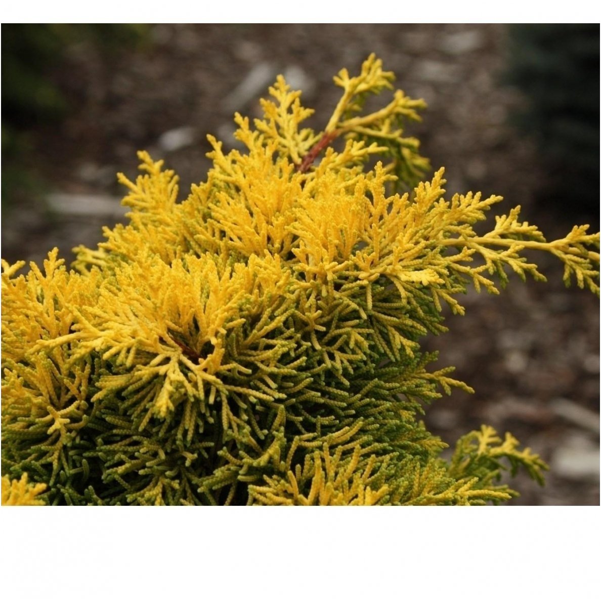 Chinese juniper 'Plumosa Aurea' C2 1 Chinese juniper 'Plumosa Aurea' C2 1
