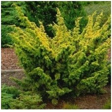 Chinese juniper 'Plumosa Aurea' C2
