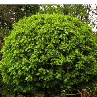 Kaštonas paprastasis 'Umbraculifera' C5