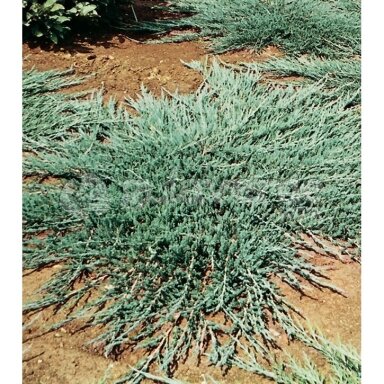 Kadagys horizontalusis 'Emerald Spreader' C5