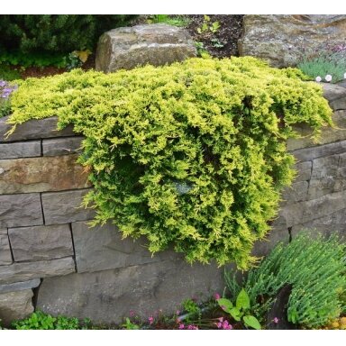 Kadagys padrikasis 'Golden Carpet' C2