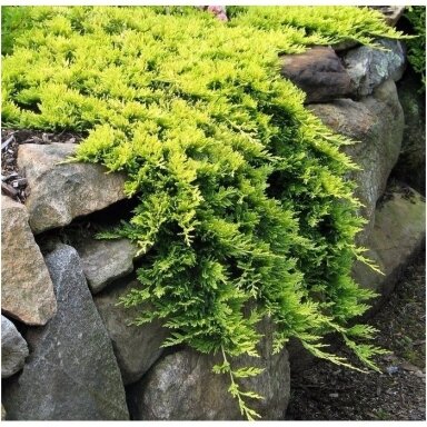 Kadagys padrikasis 'Golden Carpet' C5