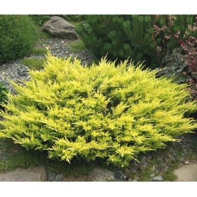 Kadagys padrikasis 'Limeglow' C5