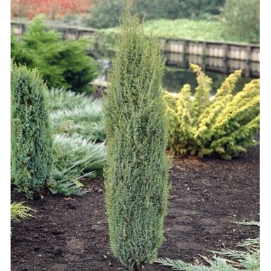 Kadagys paprastasis 'Arnold' C2