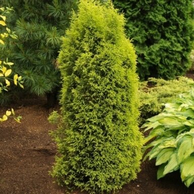 Kadagys paprastasis 'Gold Cone' C2