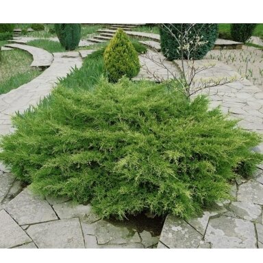Kadagys tarpinis 'Pfitzeriana Compacta' C10