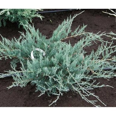 Kadagys tarpinis 'Pfitzeriana Glauca' C10