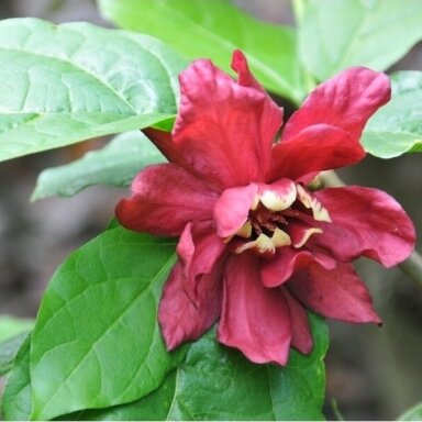 Sweetshrub 'Hartlage Wine', C10 Sweetshrub 'Hartlage Wine', C10