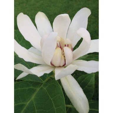 Sweetshrub 'Venus', C10 Sweetshrub 'Venus', C10
