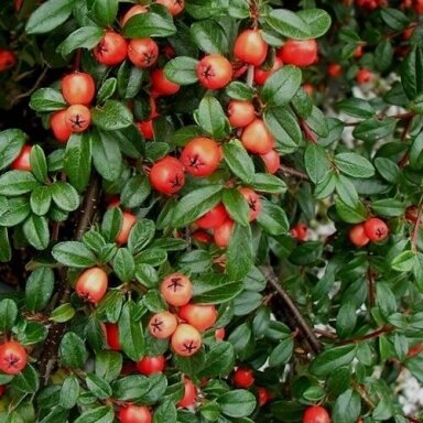 Bearberry cotoneaster 'CORAL BEAUTY' C2 Bearberry cotoneaster 'CORAL BEAUTY' C2
