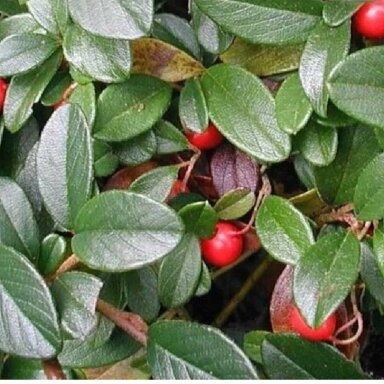 Bearberry cotoneaster Radicans C2 Bearberry cotoneaster Radicans C2