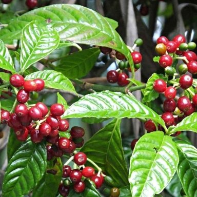 Coffee plant C1,5-2
