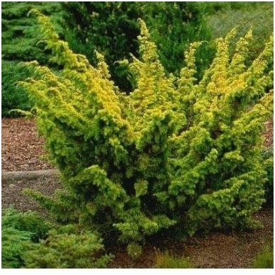 Chinese juniper 'Plumosa Aurea' C2