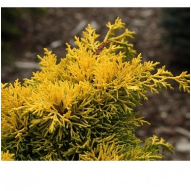 Chinese juniper 'Plumosa Aurea' C2 1