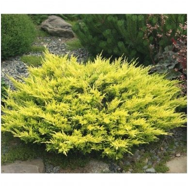 Kadagys padrikasis 'Limeglow' C5 Kadagys padrikasis 'Limeglow' C5