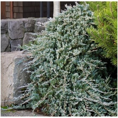 Kadagys padrikasis 'Wiltonii' C2 Kadagys padrikasis 'Wiltonii' C2