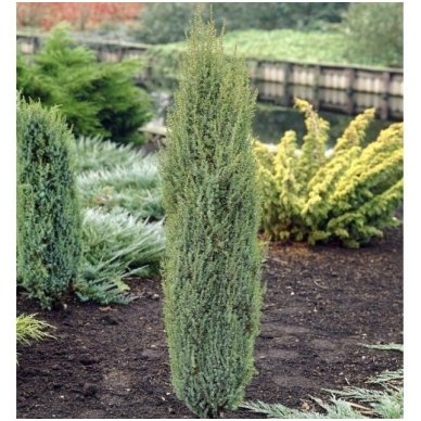 Kadagys paprastasis 'Arnold' C5 Kadagys paprastasis 'Arnold' C5