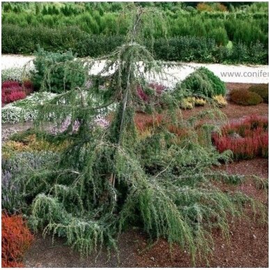 Common juniper "Horstmann" C10 2