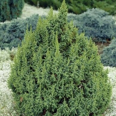 Kadagys pingii 'Loderi', C2 Kadagys pingii 'Loderi', C2