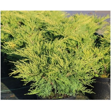 Kadagys tarpinis 'Old Gold' C5