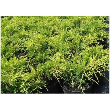 Kadagys tarpinis 'Old Gold' C5 1