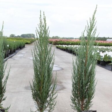 Rocky mountain juniper 'Blue Arrow' C20 1 Rocky mountain juniper 'Blue Arrow' C20 1