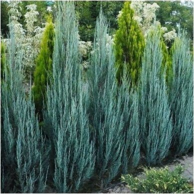 Rocky mountain juniper 'Blue Arrow' C20