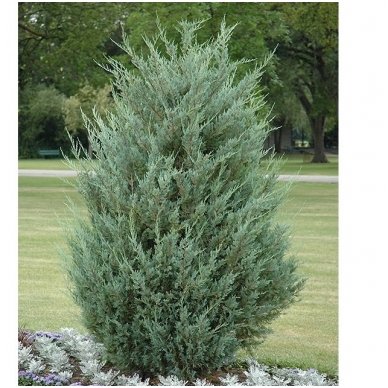 Rocky mountain juniper 'Moonglow' C2 Rocky mountain juniper 'Moonglow' C2
