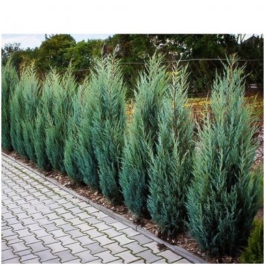 Rocky mountain juniper 'Moonglow' C2 1 Rocky mountain juniper 'Moonglow' C2 1