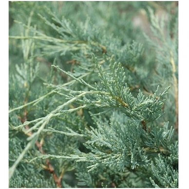 Rocky mountain juniper 'Moonglow' C2 2 Rocky mountain juniper 'Moonglow' C2 2