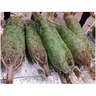 Christmas trees packing bags HDP, 30 cm, 10x100 m 2