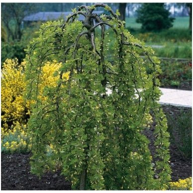 Karagana paprastoji 'Pendula' C20, Pa Karagana paprastoji 'Pendula' C20, Pa