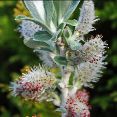 Sageleaf willow ICEBERG ALLEY 'Jefberg' C10 1 Sageleaf willow ICEBERG ALLEY 'Jefberg' C10 1