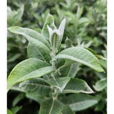 Sageleaf willow ICEBERG ALLEY 'Jefberg' C10 2 Sageleaf willow ICEBERG ALLEY 'Jefberg' C10 2