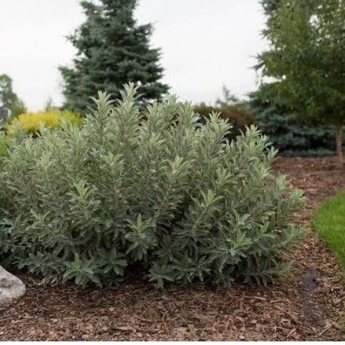 Sageleaf willow ICEBERG ALLEY 'Jefberg' C10 Sageleaf willow ICEBERG ALLEY 'Jefberg' C10
