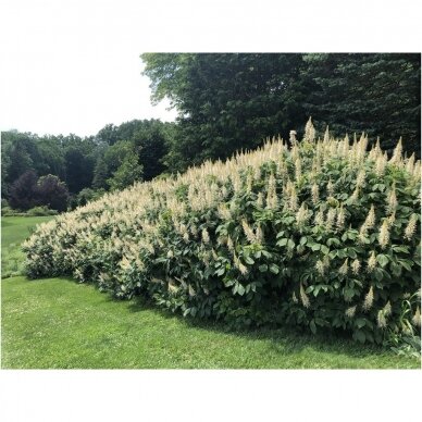 Kaštonas (Aesculus parviflora), C7,5-10 1 Kaštonas (Aesculus parviflora), C7,5-10 1