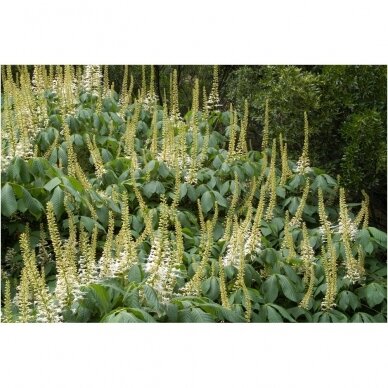 Kaštonas (Aesculus parviflora), C7,5-10 2 Kaštonas (Aesculus parviflora), C7,5-10 2