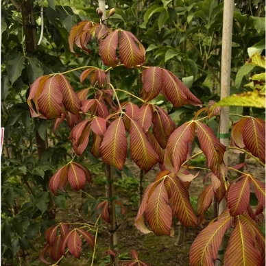 Kaštonas 'Chocolate Autumn' C10 1