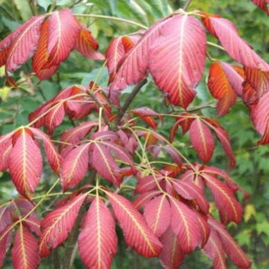 Kaštonas 'Chocolate Autumn' C10 Kaštonas 'Chocolate Autumn' C10